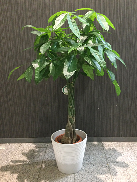 観葉植物 パキラ