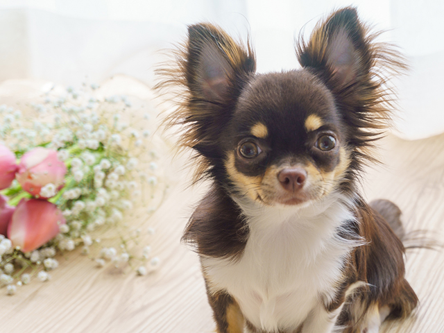 ペットイメージ