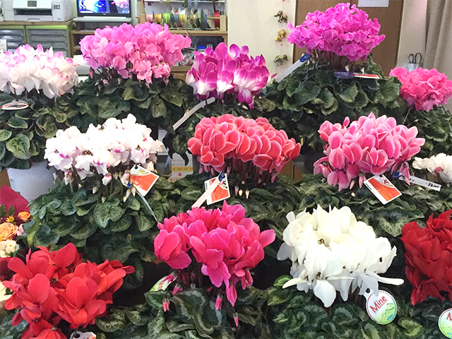 季節の花鉢（シクラメン等）