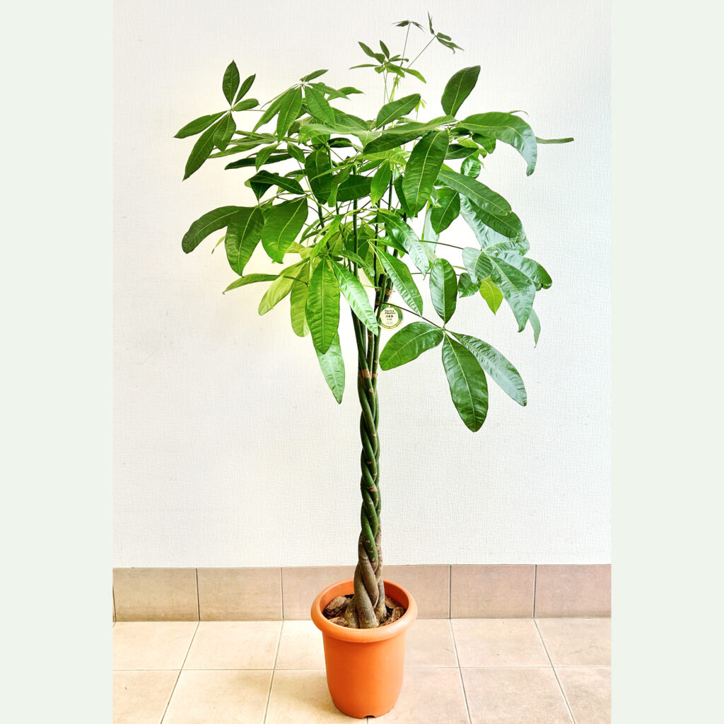 観葉植物(パキラ)