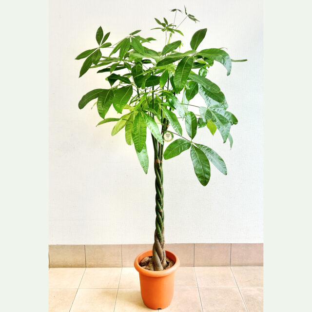 観葉植物(パキラ)