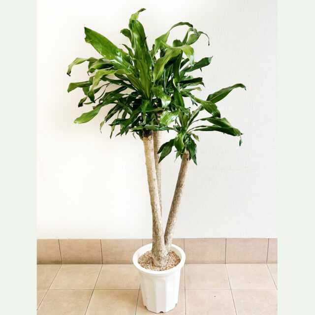 観葉植物(ドラセナ・マッサンギアナ)