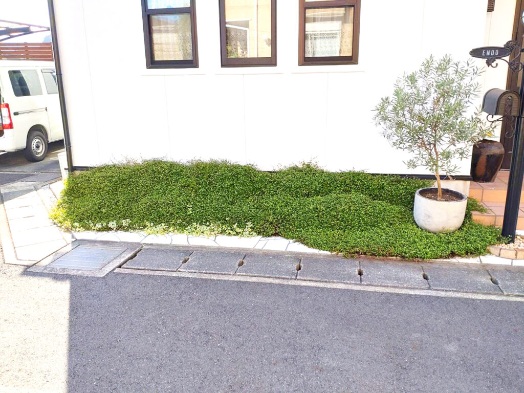 ワイヤープランツの撤去　ビフォー