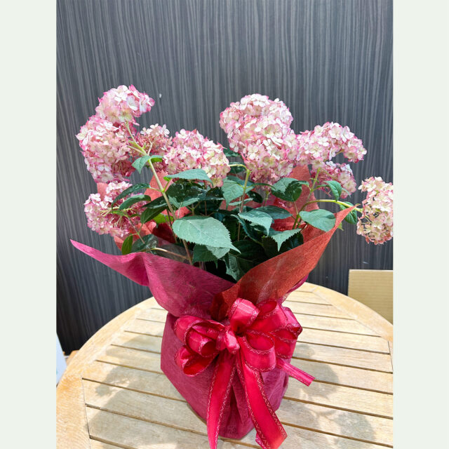 紫陽花鉢：アナベル