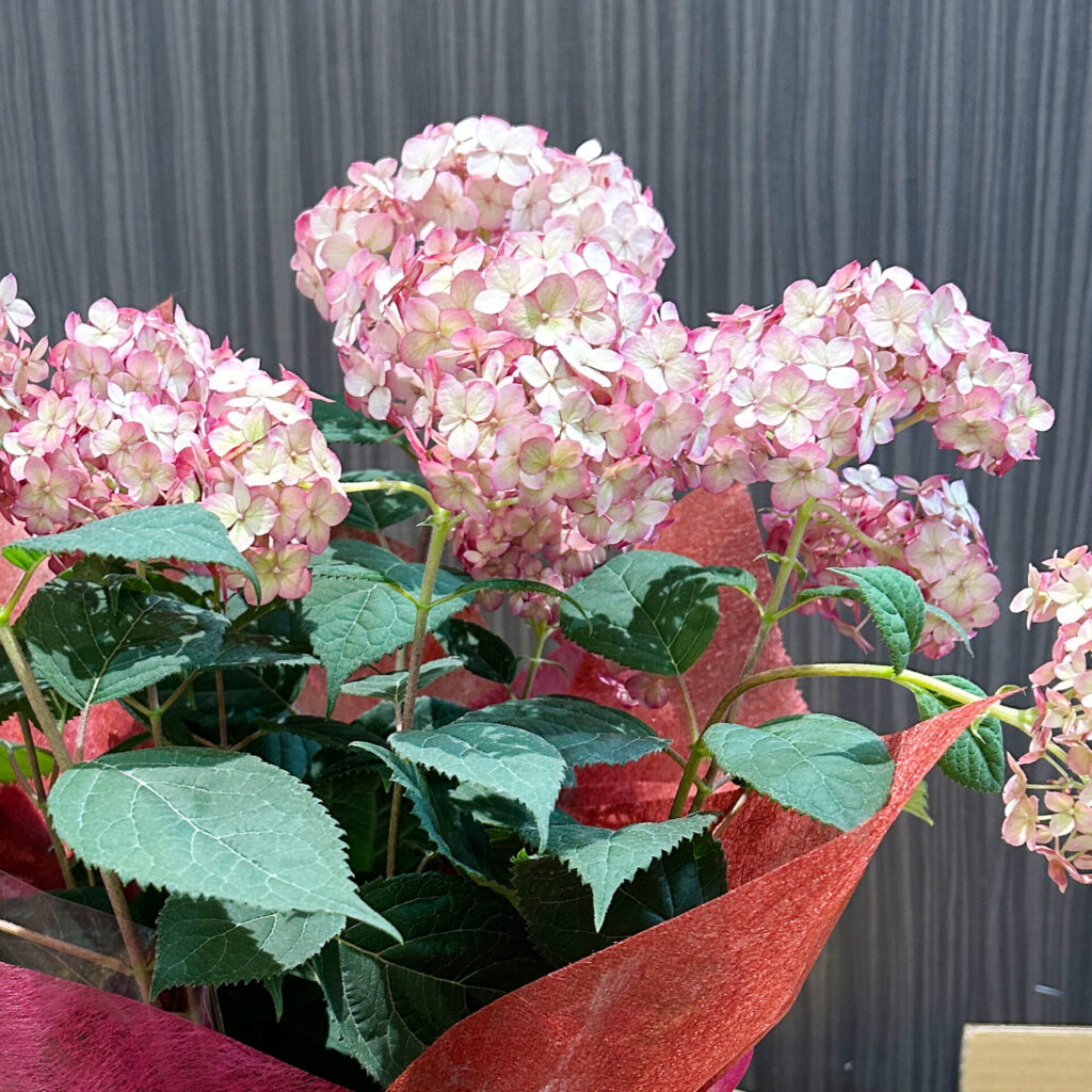 紫陽花鉢：アナベル