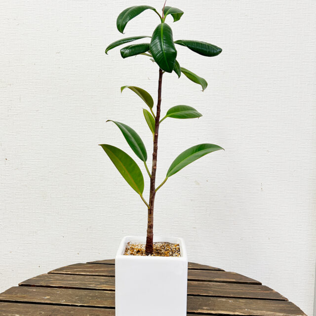 ゴムの木の植え替え