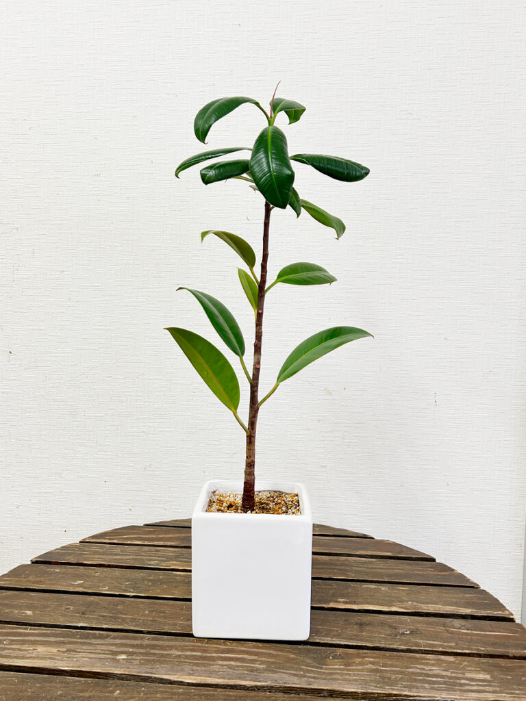 ゴムの木の植え替え