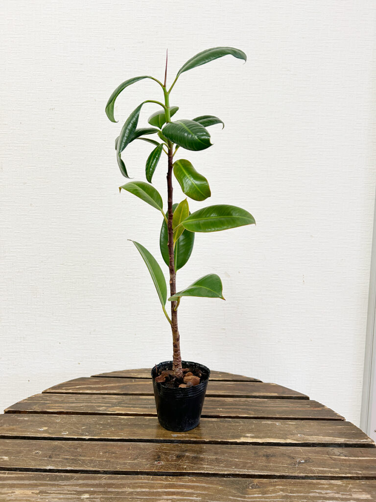 ゴムの木の植え替え