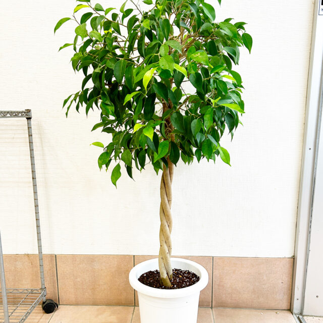 ベンジャミンの植え替え後