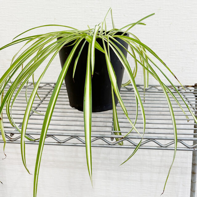 オリズルランの植え替え後