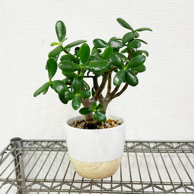 金のなるき（花月）後