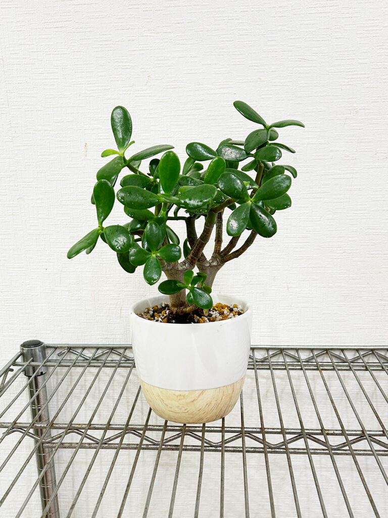 金のなるき（花月）後