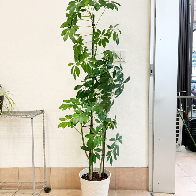 シェフレラ剪定後