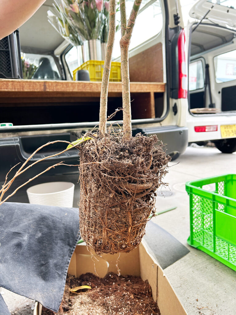 ドラセナの植え替え