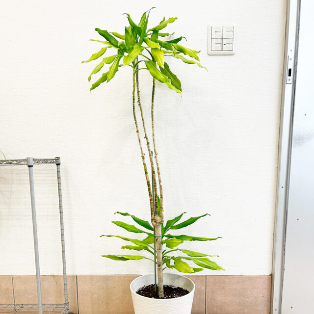 ドラセナの植え替え