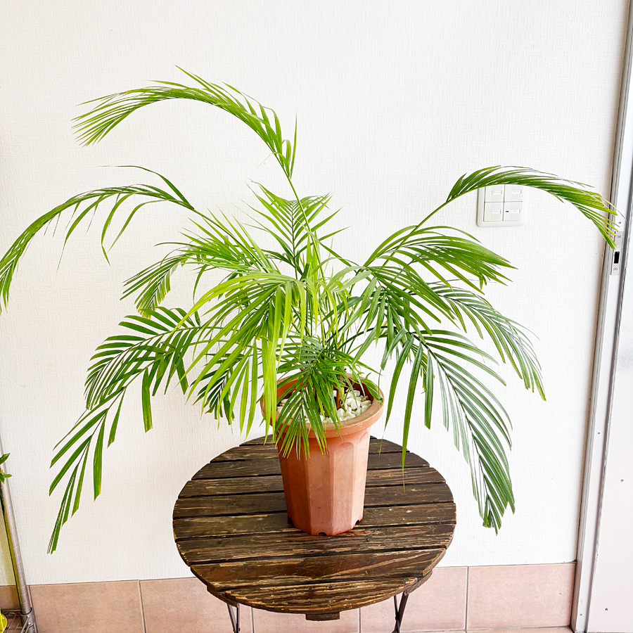 アレカヤシの株分け後