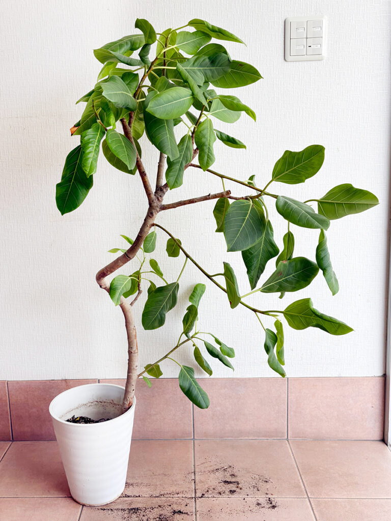 フィカスアルテシマの植え替えと剪定