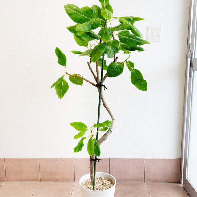 フィカスアルテシマの植え替えと剪定