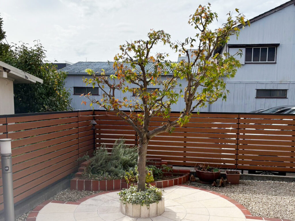 もみじの剪定：剪定後