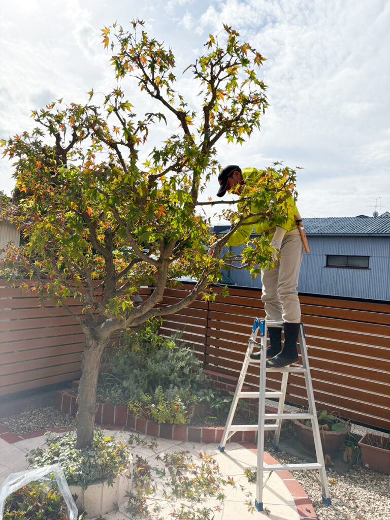 もみじの剪定：剪定